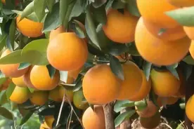 “1块多一斤都难销！”金黄的冰糖橙挂满枝头，果农们却在发愁图片