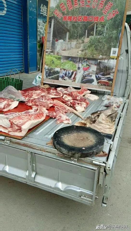 南方养猪种植什么牧草好？猪场为什么推荐种植牧草？