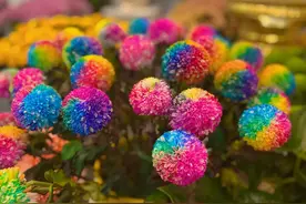 关于赏菊，来开封就对了！图片