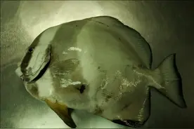 分享海钓的秘密图片