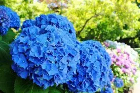 养绣球花，做好“这些事”，开再多花也不垂头，爆盆太漂亮了图片