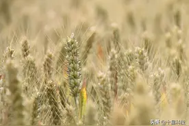 选择小麦品种，绝招之三：看株高图片