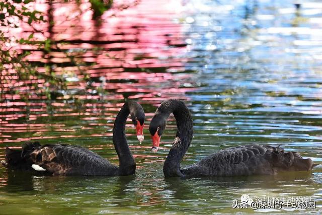 “高质量”求爱大作战，果然画风清奇