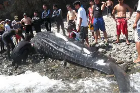 江苏渔民误捕3吨重鲸鲨！出水即死，这种“温柔巨人”有多可怜？图片