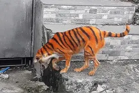 远远看到一条瘦巴巴的“老虎”，凑近一看气坏了：谁把狗画成这样图片