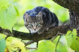 猫遇见老虎，有多大概率能逃生？猫确实有老虎搞不定的逃生绝技图片