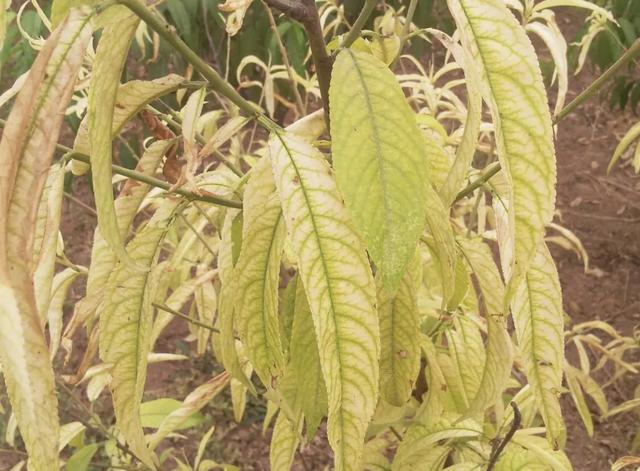 桃树为何总缺铁？如何补铁效果才好？