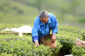 嵊州一种茶——辉（煇）白！图片