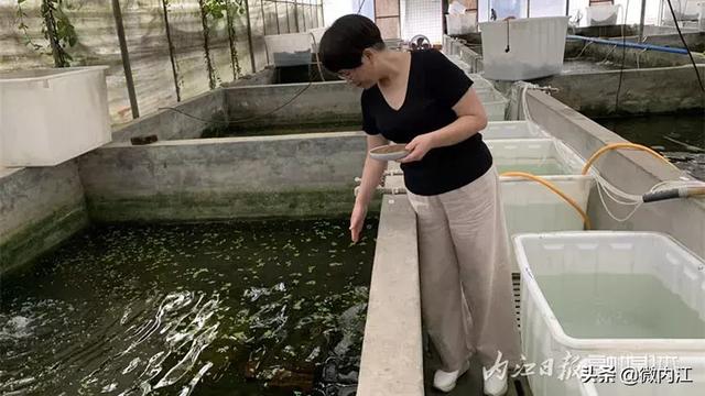 整整十年！内江人把它养出来了！