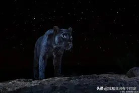 黑豹传说：在童年时就遇到梦想的人，是幸福的图片