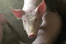 可爱的小猪图片