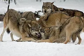 吃饭睡觉打豆豆不是笑话，而是狼群的真实写照，是释放集体压力图片