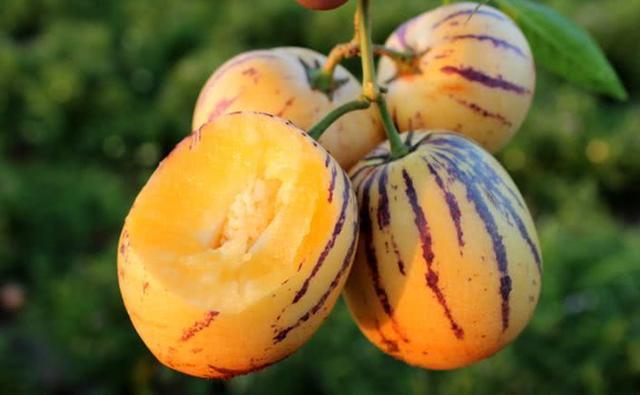 “人参果”有哪些好处？多吃会不会上火？为了健康，麻烦正确对待