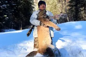 「狩猎游记」加拿大美洲狮狩猎图片