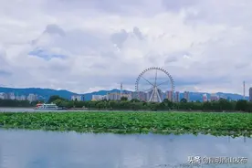 宝，我去大观赏荷了，什么荷，和你的天作之合图片