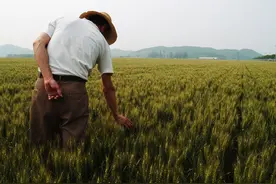 山东小伙承包1150亩地种小麦，每斤1.28元，纯收入达63万元图片