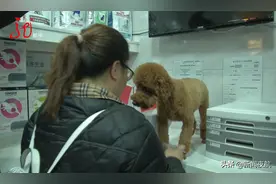 注意！哈尔滨城区禁养这39种狗！快给你家狗狗办个“身份证”，这些地方可以办理↘图片