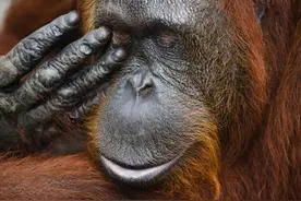 同花顺手机软件断网啥情况？图片