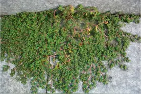 农村墙角有1杂草，人称“血见愁”，遇见别小瞧，既是菜也是药图片