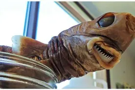 深海恐怖杀手——雪茄鲨，在猎物身上疯狂剜肉，其凶狠大白鲨也怕图片