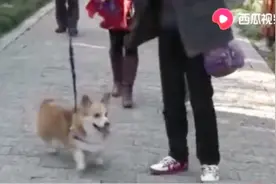 防止恶犬伤人！杭州出台“最严养犬令”：遛狗不牵绳，罚款1000元视频封面