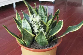 养殖虎皮兰切记不要放在这几个地方，可惜知道的人不多，快试试