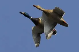 上世纪八十年代在遥远的北大荒狩猎野鸭记图片