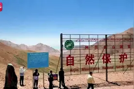 野牦牛 藏野驴 藏羚羊逐年增多 请阿尔金山保护区“跑团”成员亮个相图片