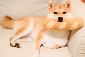 这6种狗堪称狗界“醋王”，柴犬：我终于上一次榜了图片