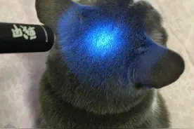 猫猫健康探照灯——纳丽德Dr.K3UV伍德灯简评图片