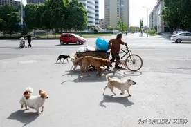 8旬老人拾荒30年，12只狗狗相伴，看他生活成啥样图片