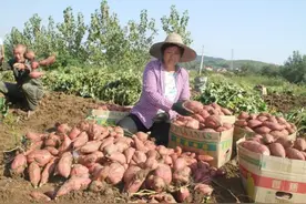 红薯种植翻不翻藤，有什么区别？原来是这样，看完就明白图片