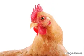 从鸡眼睛能看出哪些鸡病图片