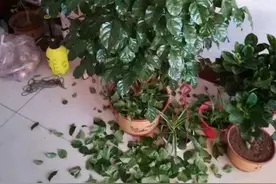 如果室内盆栽叶子油绿，一碰掉叶子，原因只有2个，救治很简单图片