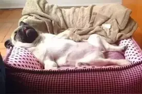 我家狗…快修炼成人了！图片