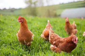 鸡拉绿色粪便怎么治？鸡为什么会拉绿便？知道这些很重要图片