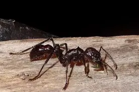 世界上最危险的十大昆虫 排第一的竟然是蚊子！图片