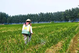 玉米喷了除草剂，草还长得很旺，农村大爷支招，喷药这些事要注意图片
