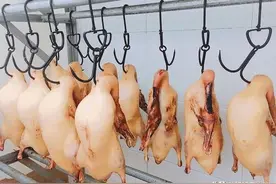 “北烤鸭，南烧鹅”如何做出好吃的特色美食：北京烤鸭，全套流程图片