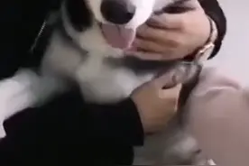 当金毛和二哈同时打针，分别都会有什么不同反应呢？图片