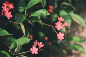 与二十四节气同行——夏至（原创）图片