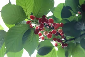 4月的雅安“熟了”！周边超全采摘指南奉上，想尝鲜赶紧！图片