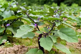 露天茄子如何高产？四个管理技巧不能少，保你果实挂满枝图片