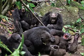 继吃人、吃猴之后，黑猩猩首次吃大猩猩，科学家：与全球变暖有关图片