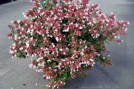 花开灿烂的六道木，养成盆栽也好看，来看看不同的品种图片
