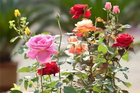 阳台盆栽月季太招虫子，3分钟自制简易诱捕器图片