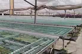 上千万棵滞销，销路受阻，农民盼电商帮助，网友：爱莫能助图片