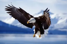 美国国鸟白头海雕，品行恶劣，还强抢人类小孩，成唯一被捕杀国鸟图片