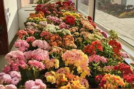 长寿花养不好？3个“小事”解决掉，开满大花头，阳台满花球图片