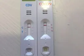 去狗市，1500元买下这只刚满三月的法斗，我们的噩梦就开始了图片